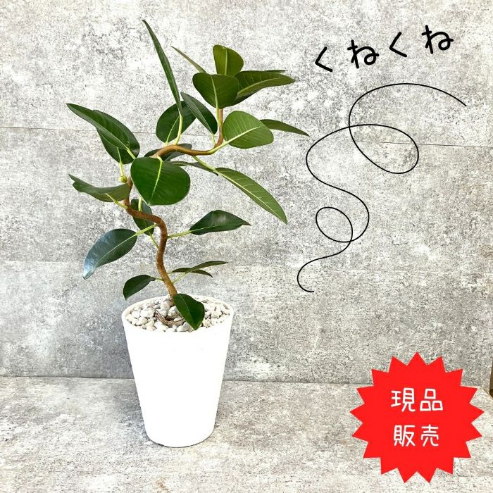 観葉植物現品販売