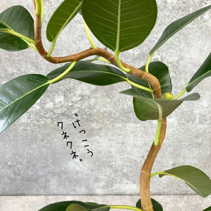 観葉植物現品販売