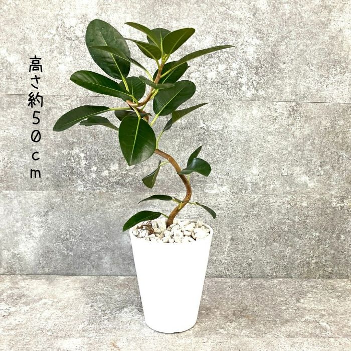 観葉植物現品販売