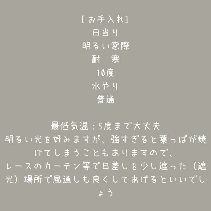 観葉植物現品販売