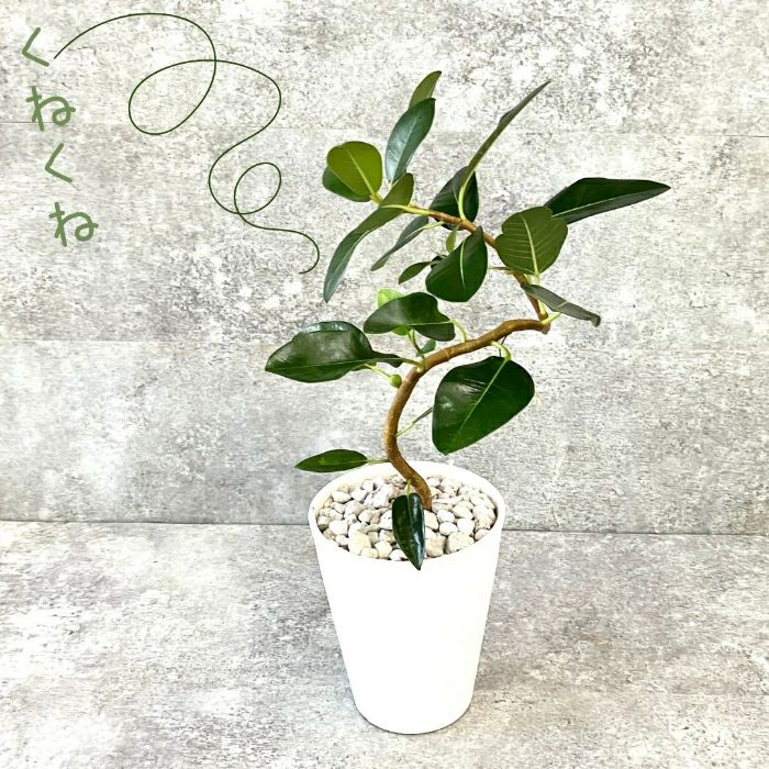 観葉植物現品販売