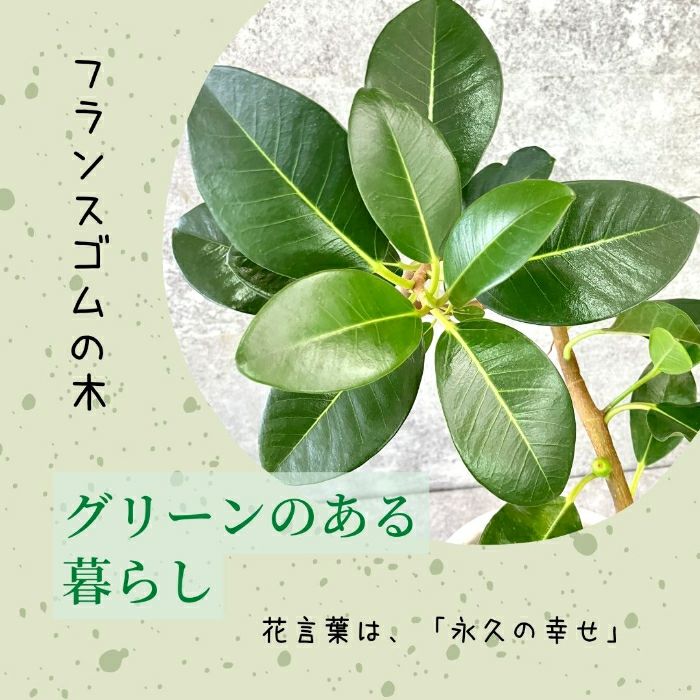 観葉植物現品販売