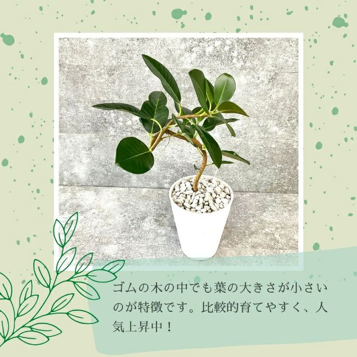観葉植物現品販売