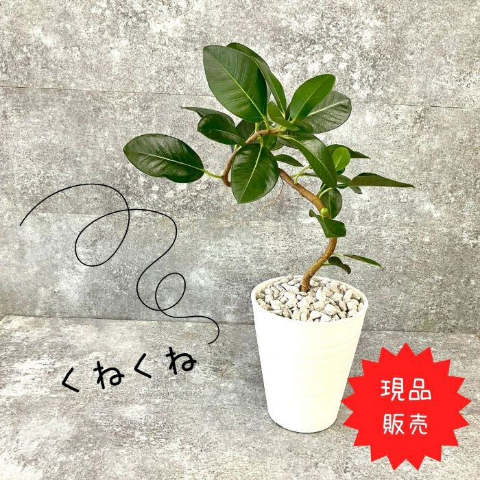 観葉植物現品販売
