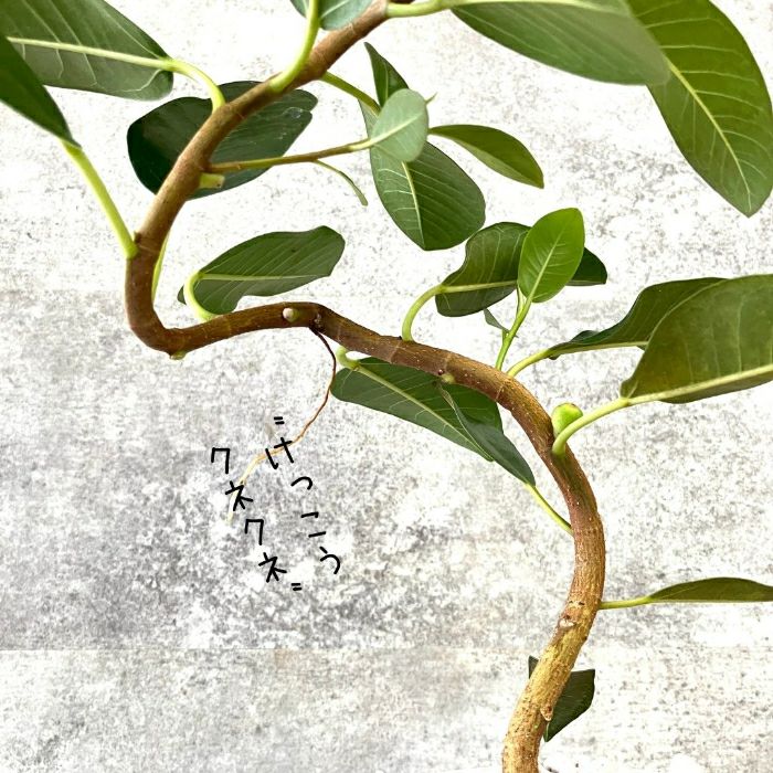 観葉植物現品販売