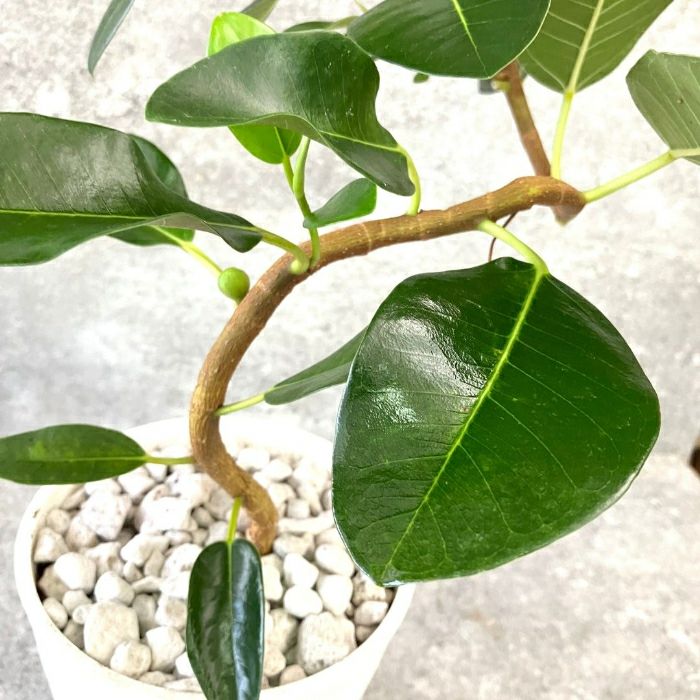 観葉植物現品販売