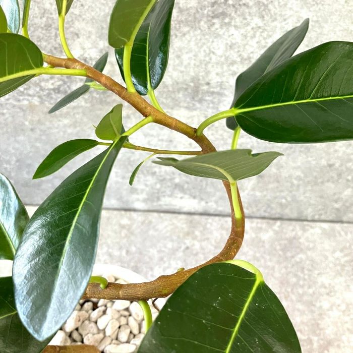 観葉植物現品販売