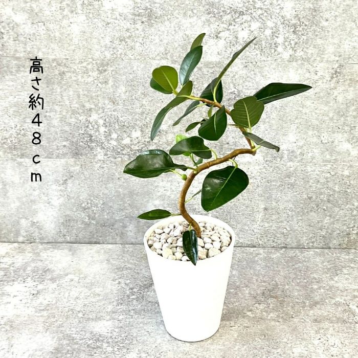 観葉植物現品販売