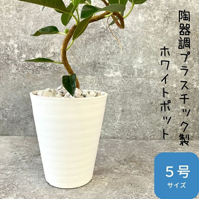 観葉植物現品販売