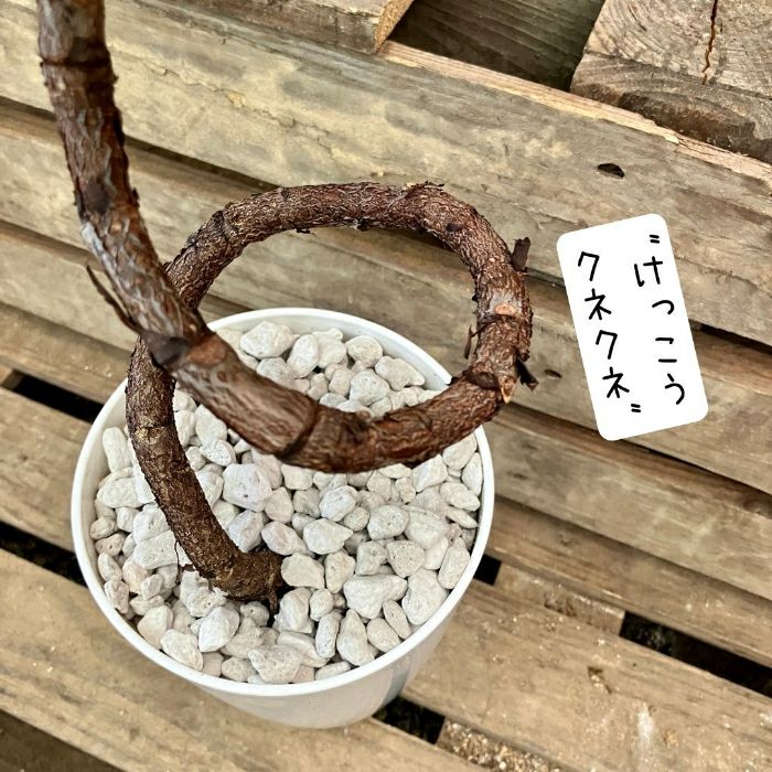 観葉植物現品販売