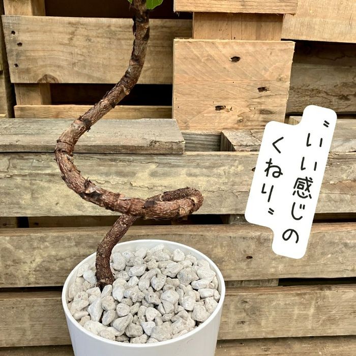 観葉植物現品販売