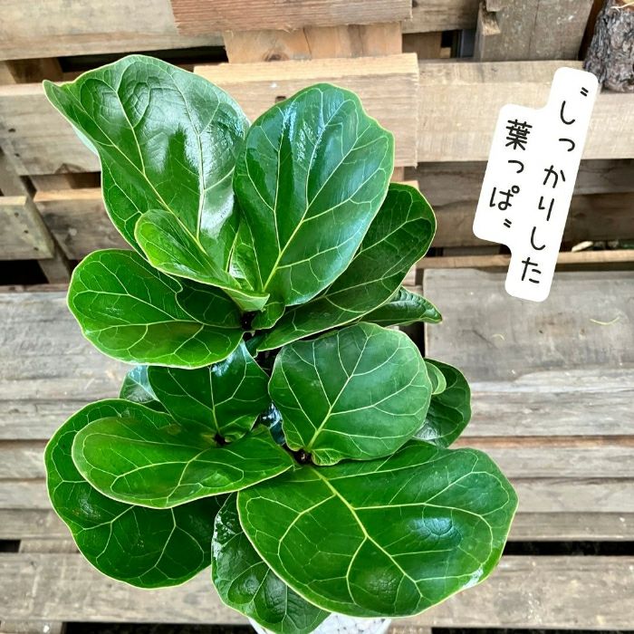 観葉植物現品販売