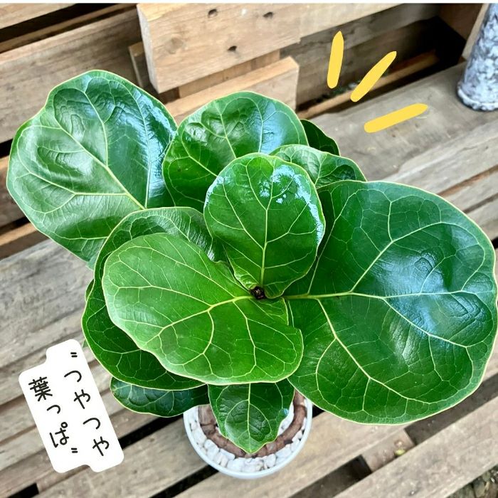 観葉植物現品販売
