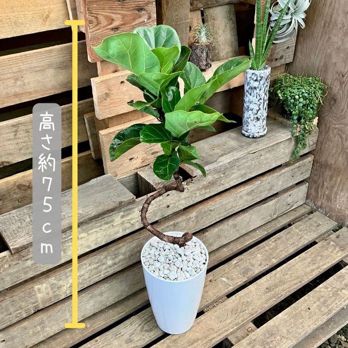 観葉植物現品販売