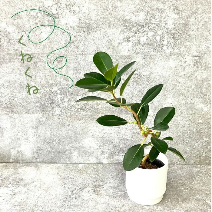 観葉植物現品販売