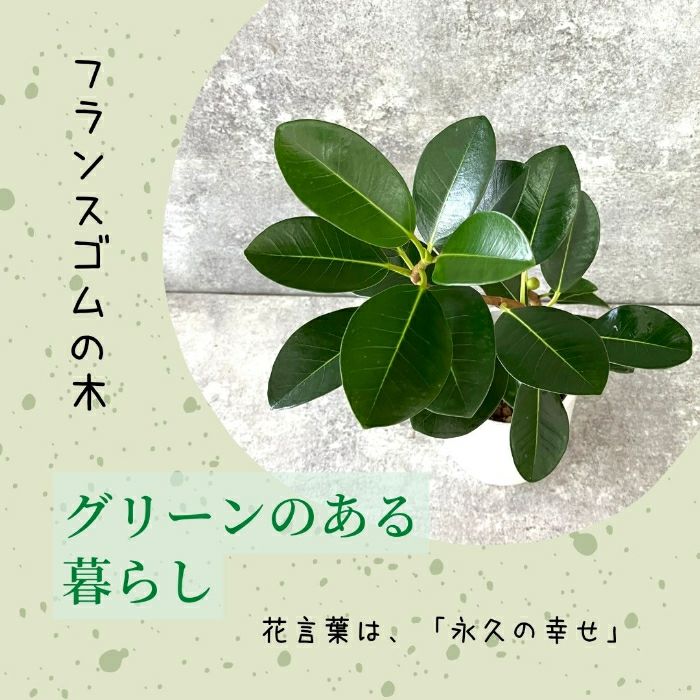 観葉植物現品販売