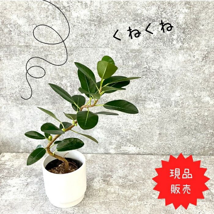 観葉植物現品販売