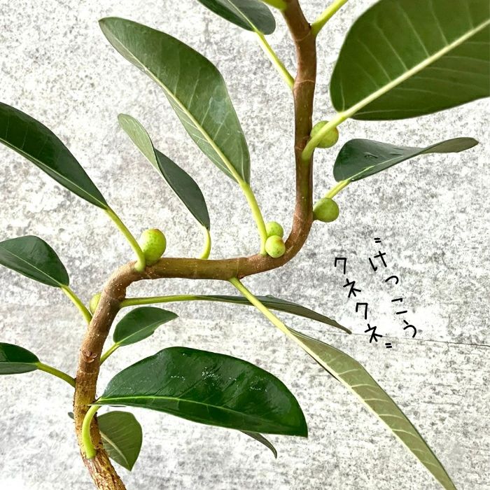 観葉植物現品販売