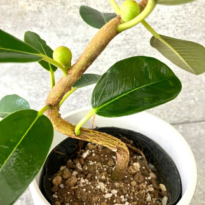 観葉植物現品販売