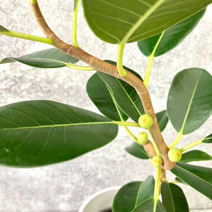 観葉植物現品販売