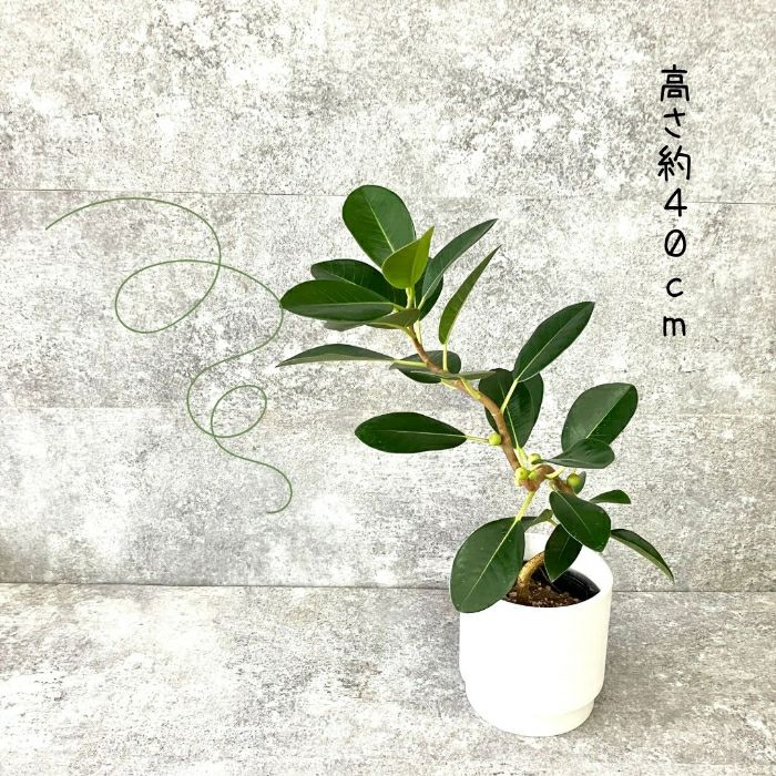 観葉植物現品販売