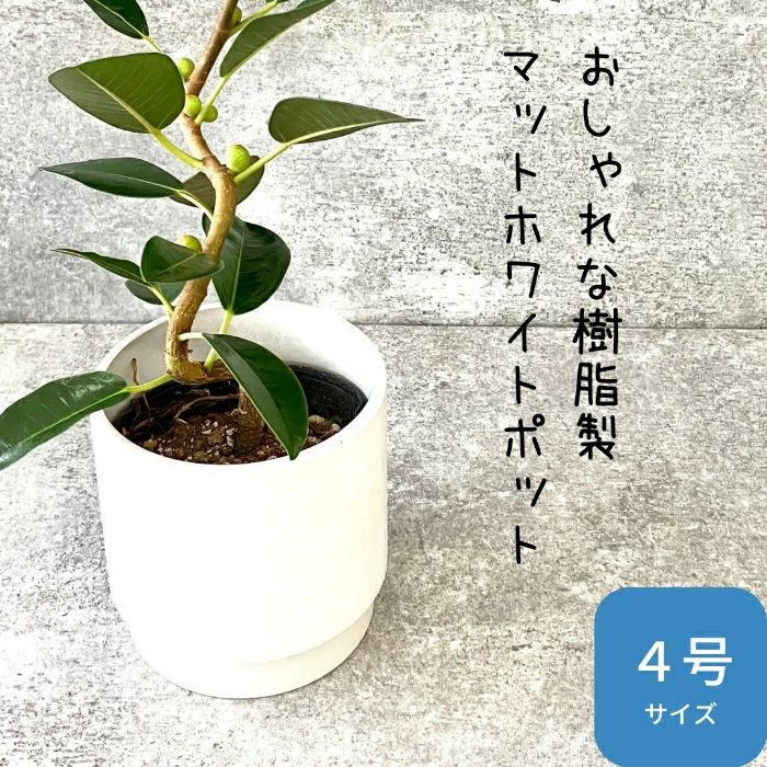 観葉植物現品販売