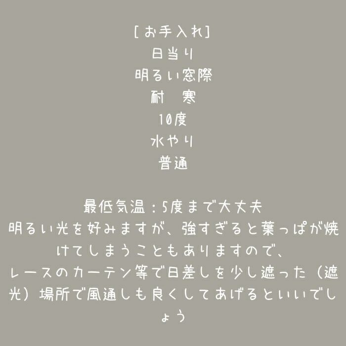 観葉植物現品販売