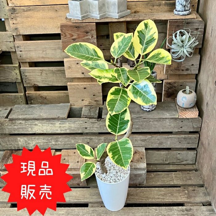 観葉植物現品販売