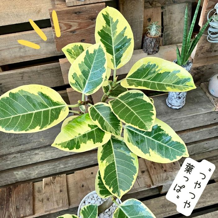 観葉植物現品販売