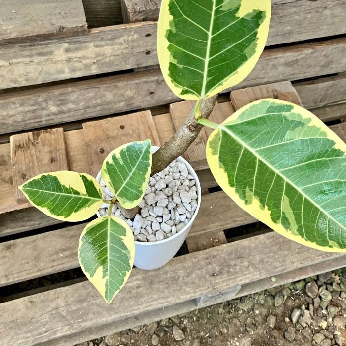 観葉植物現品販売