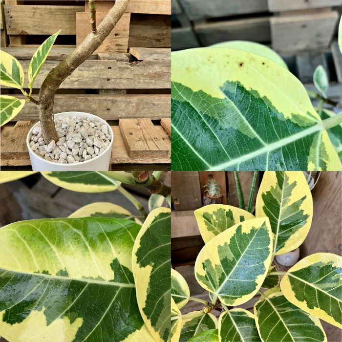 観葉植物現品販売