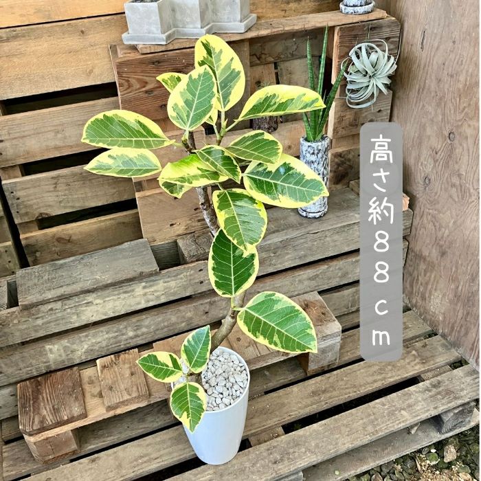 観葉植物現品販売