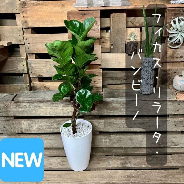 観葉植物現品販売