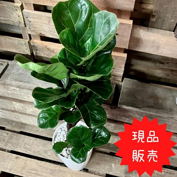 観葉植物現品販売