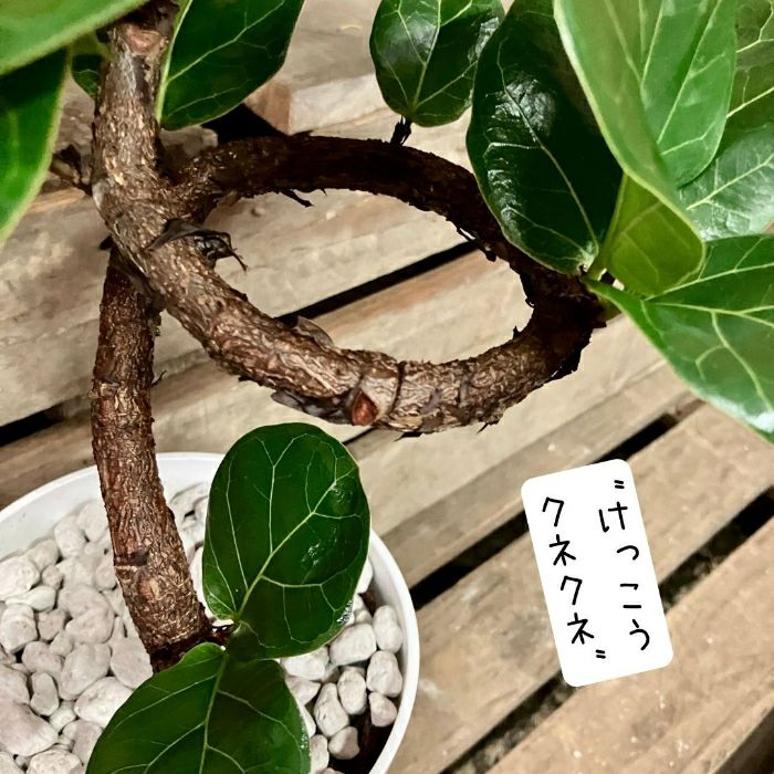 観葉植物現品販売