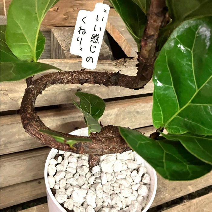 観葉植物現品販売