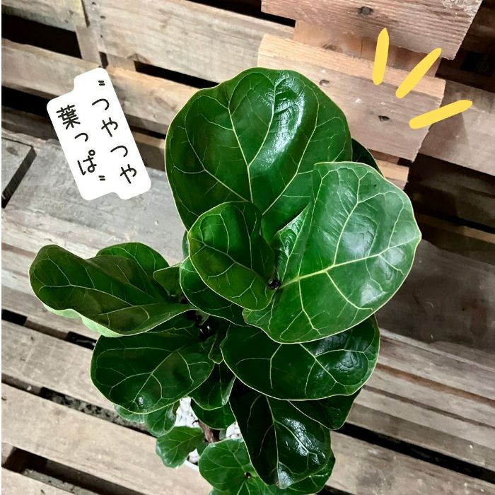 観葉植物現品販売