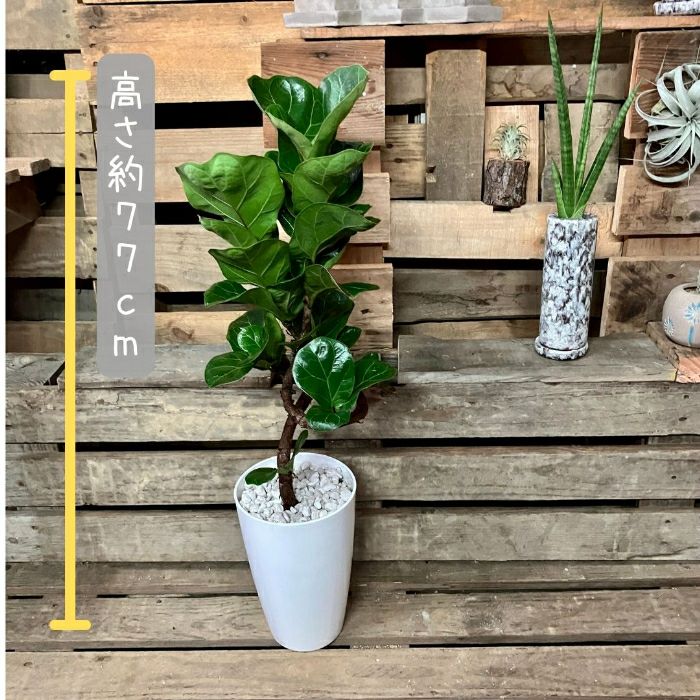 観葉植物現品販売