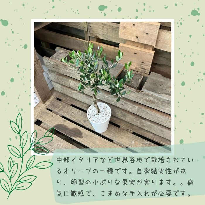 観葉植物現品販売