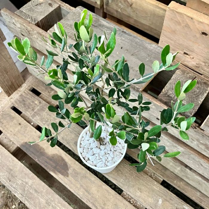 観葉植物現品販売