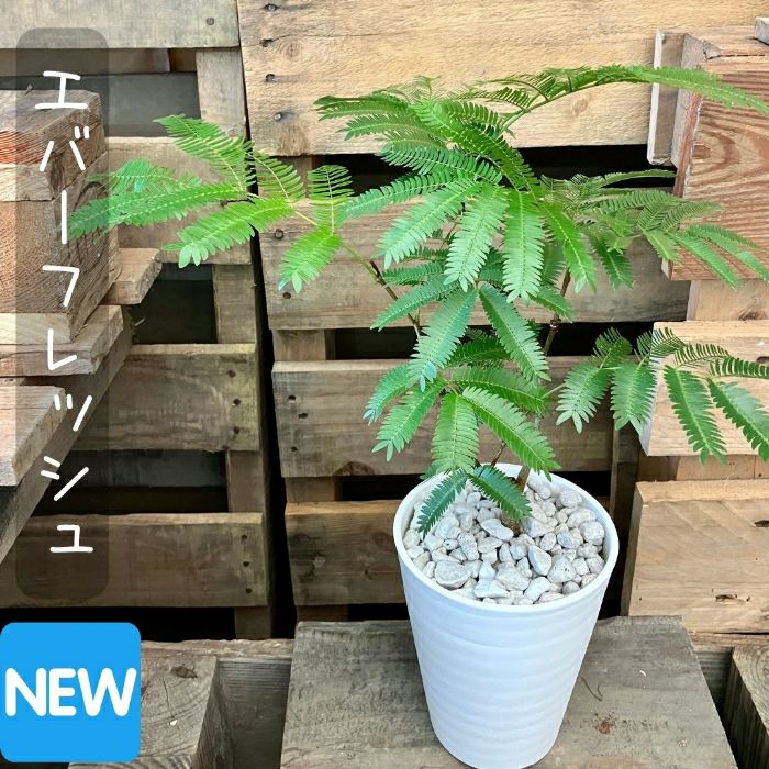 観葉植物現品販売
