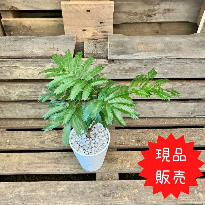 観葉植物現品販売