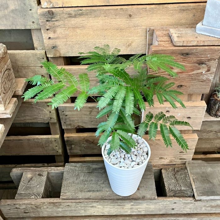 観葉植物現品販売
