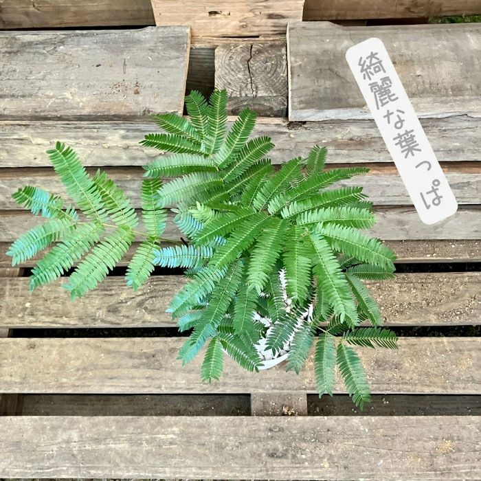 観葉植物現品販売