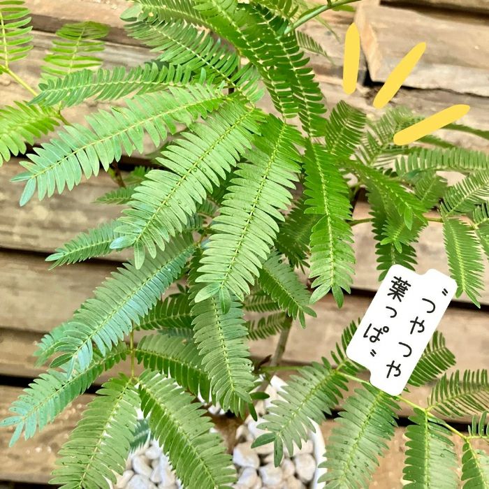 観葉植物現品販売