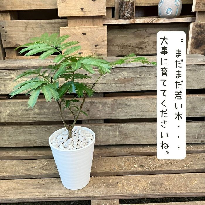 観葉植物現品販売