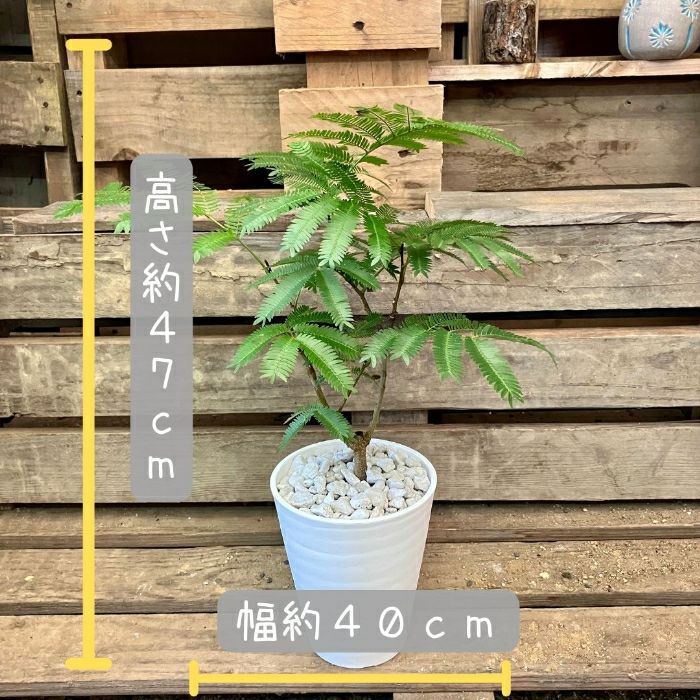観葉植物現品販売