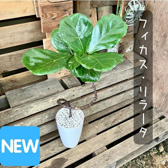 観葉植物現品販売