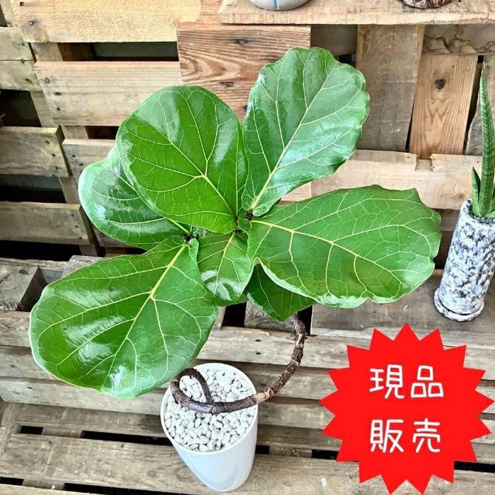 観葉植物現品販売