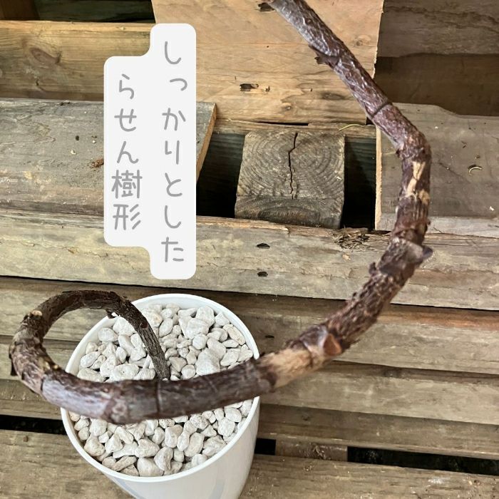 観葉植物現品販売